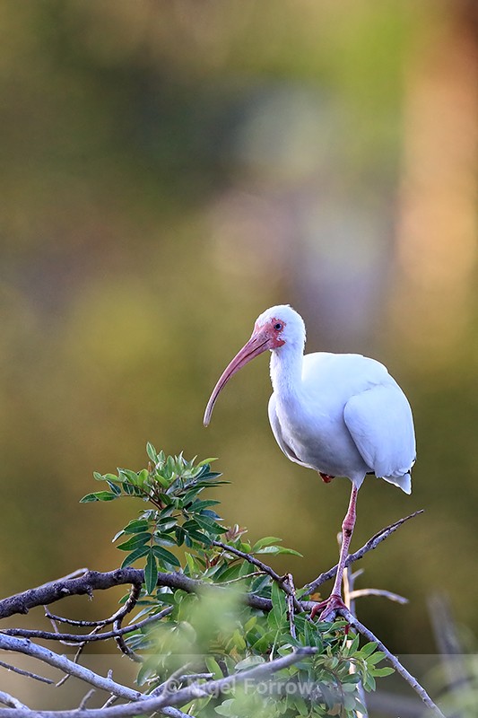 White Ibis, Venice Rookery, Florida - White Ibis