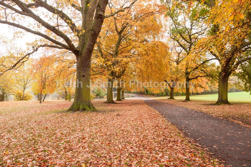 0SKJ0329 - Trees in Abington Park