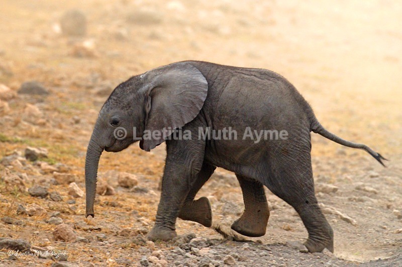 _84Y1136 Amboseli - Elephants