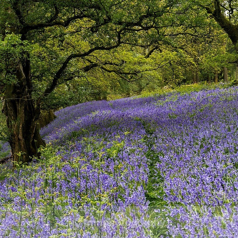 Bluebell Woods - Yorkshire Countryside