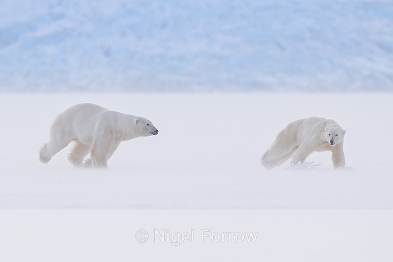Male Polar Bear chasing female, Svalbard, Norway - Polar Bear