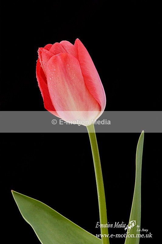 070420 -0351a - Nature