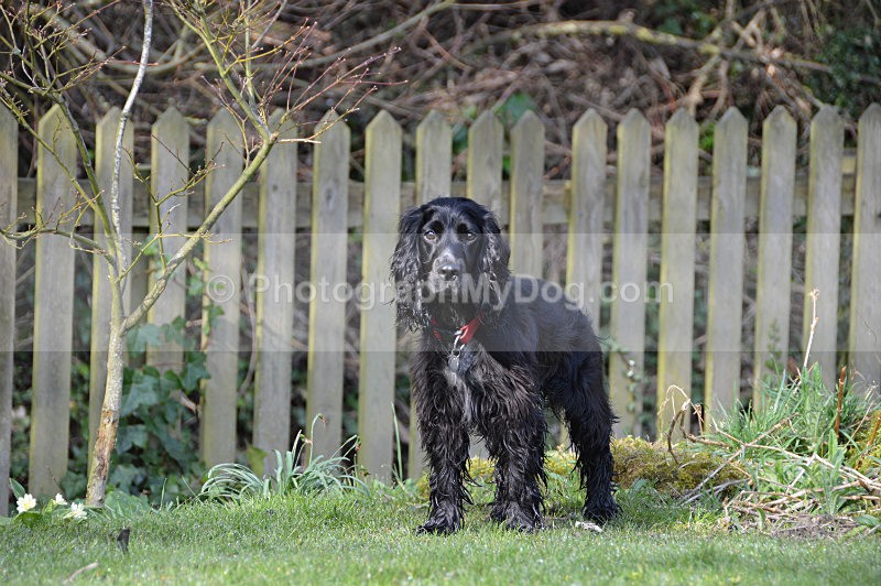  - Cocker Spaniels