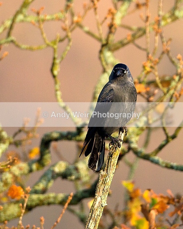 20111120-_MG_7699-678 - Jackdaw