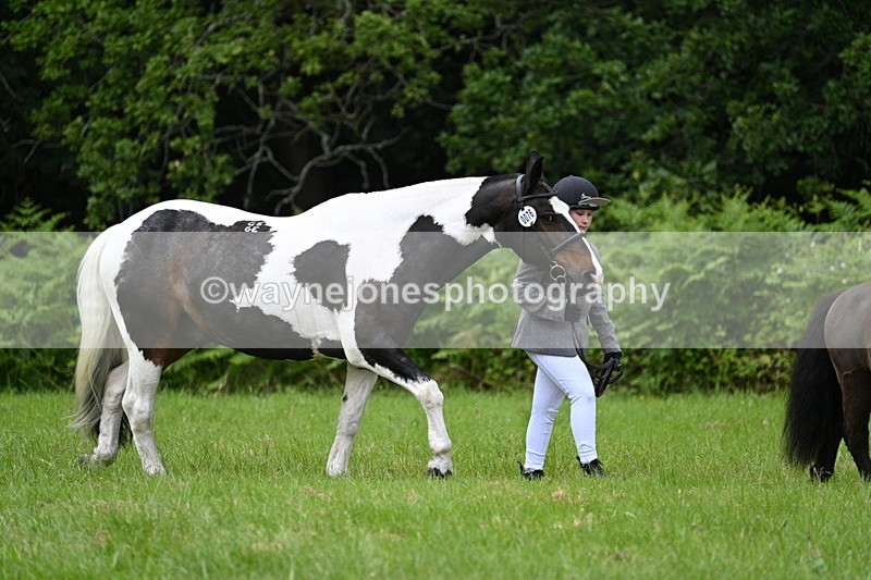 WJ7_3903 - Class 14A Handsome Gelding