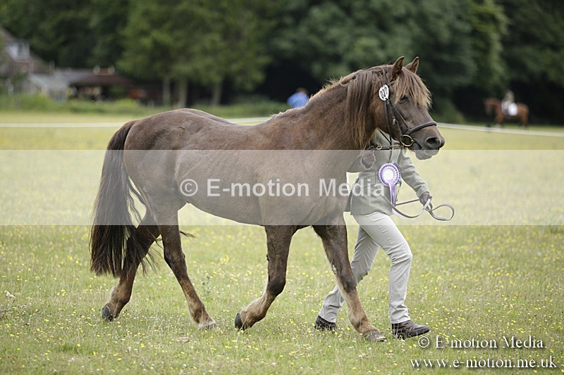 BVR160717-1110 - In Hand Championship 16/07/17