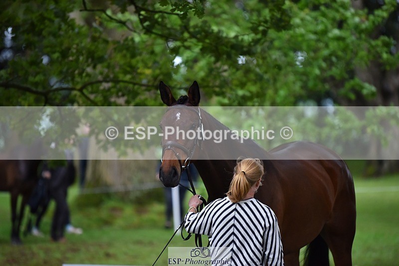 240522-170144-01332 - 274-JACK_OF_CLUBS-Rosalind_Canter