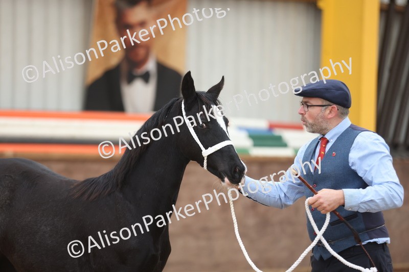 20251109-0809 - Class 24 - Foals