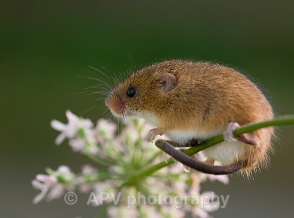 _DSC8335 - Bob's Harvest Mice.
