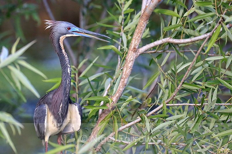 Tricolored Heron close view, Wakodahatchee Wetlands, Florida - Tricolored Heron