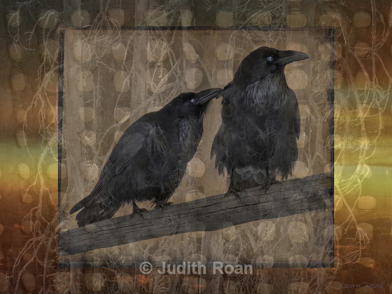 Raven Pair - Photo Montages