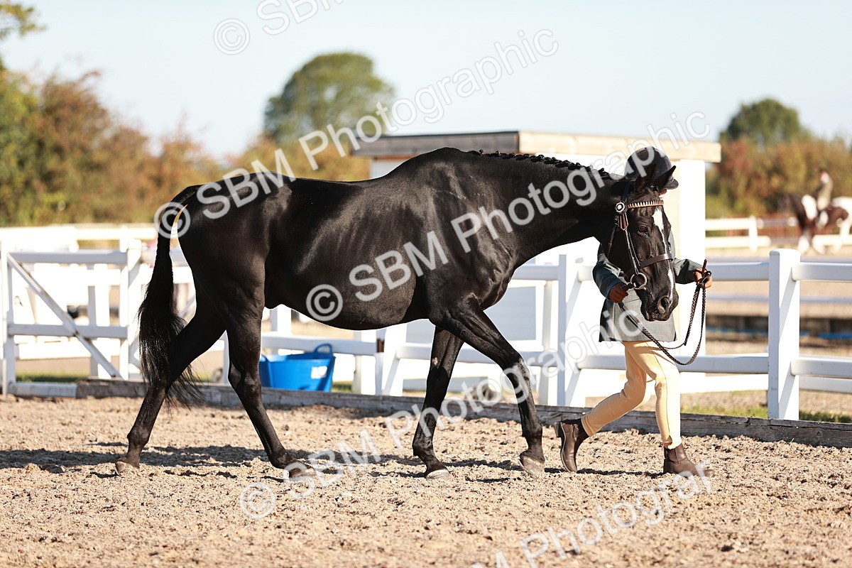 SBM_11157 - Class 401 - IH  Veteran horse