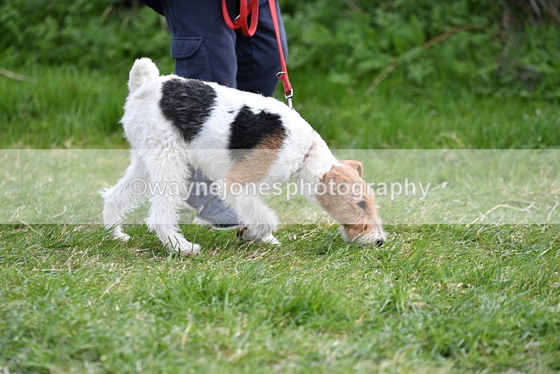 WJ5_0248 - Class 7 Best Terrier