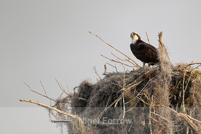 Osprey standing on nest, Blue Cypress Lake, Florida - Osprey