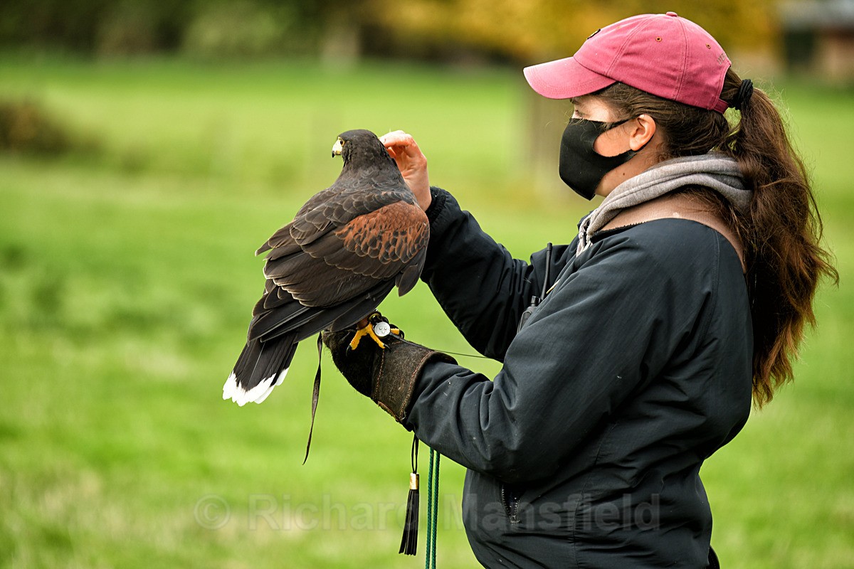  - West of England Falconry