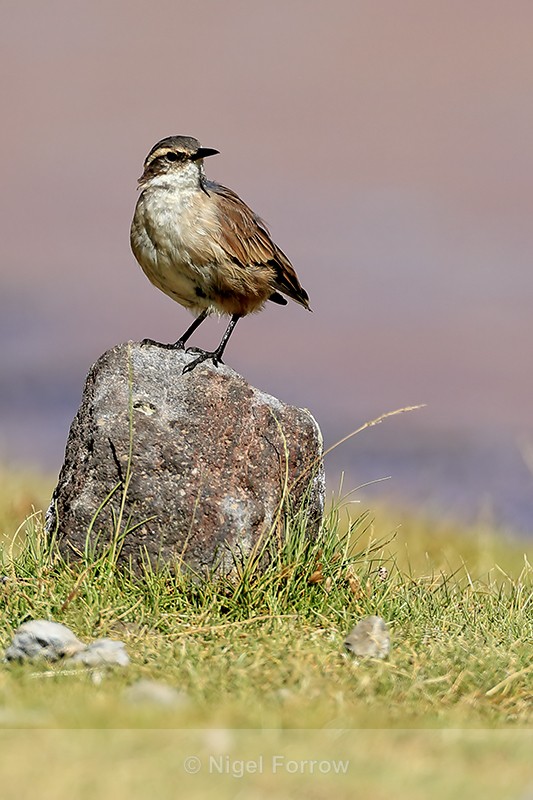 Buff-winged Cinclodes, Rio Putana, Chile - Buff-winged Cinclodes