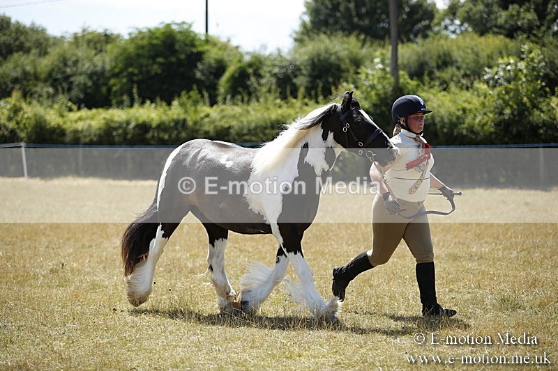 _C7A0135 - In Hand Championship BVRC Show 2018