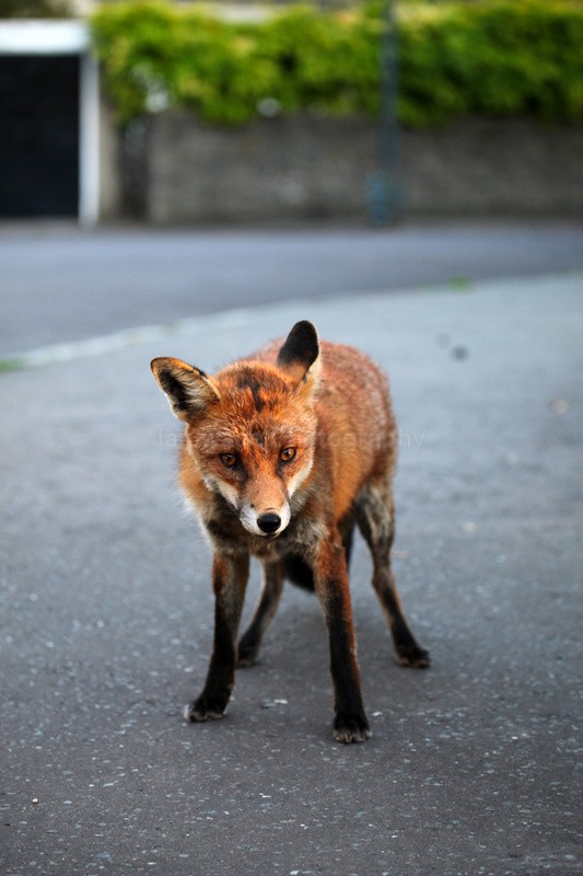  - Urban Foxes, Bristol, Great Britain
