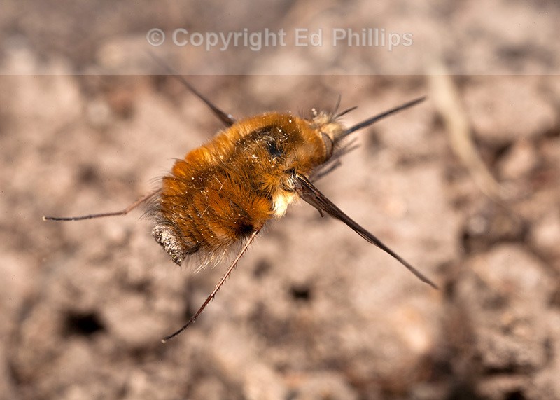 Bombylius major Female