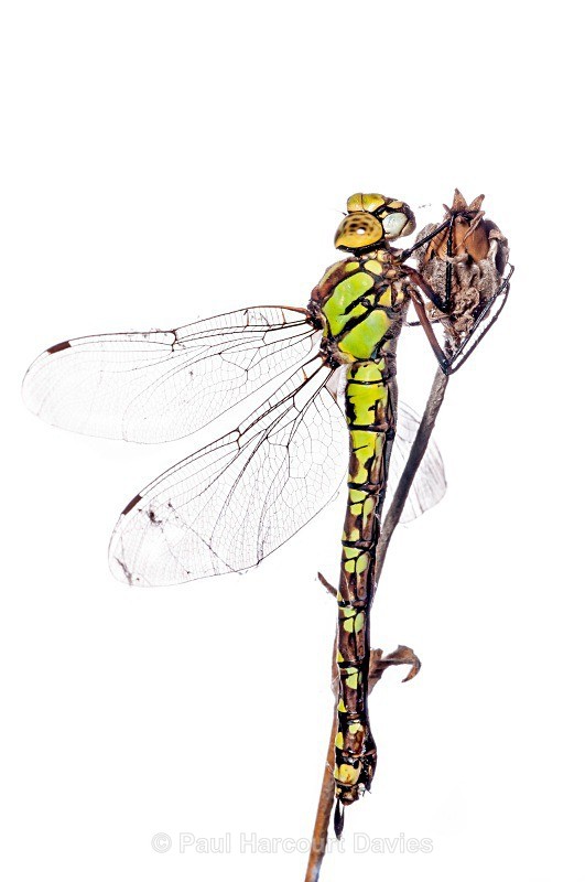 southern hawker (Aeshna cyanea) â - Small Creatures - WB