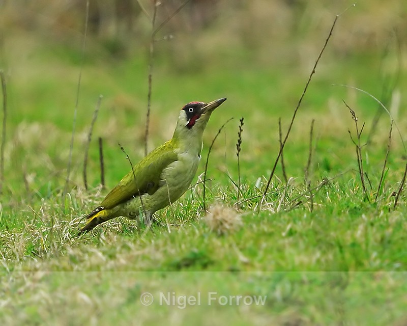 Green Woodpecker (male), Stratfield Brake, Oxfordshire - Green Woodpecker