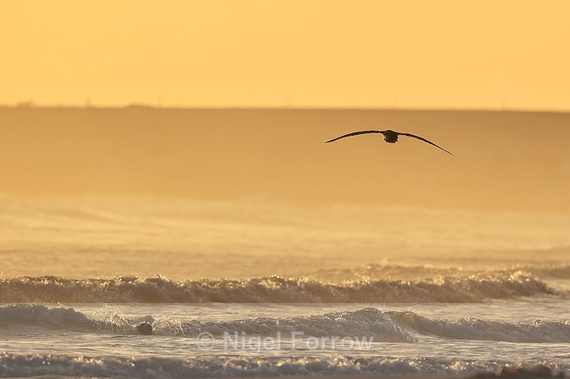 Giant Petrel overflies Sea Lion at dawn, Volunteer Point, Falklands - Southern Giant Petrel