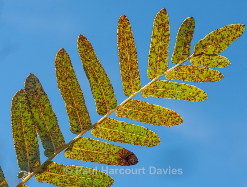 Royal fern (Osmunda regalis) in autumn. - Autumn Colours 2020