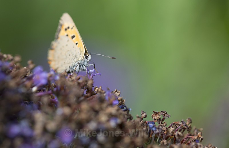 Small Copper - BUTTERFLIES
