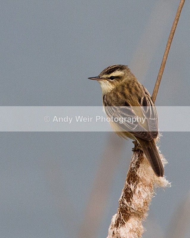 20090509-we 144 1 - Sedge Warbler