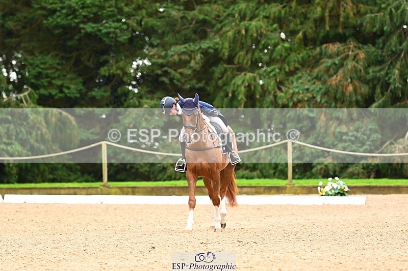 231020-153224-11859 - 213-MGH.HILDARE.HARLEQUIN-Danielle.Mccormack-DR