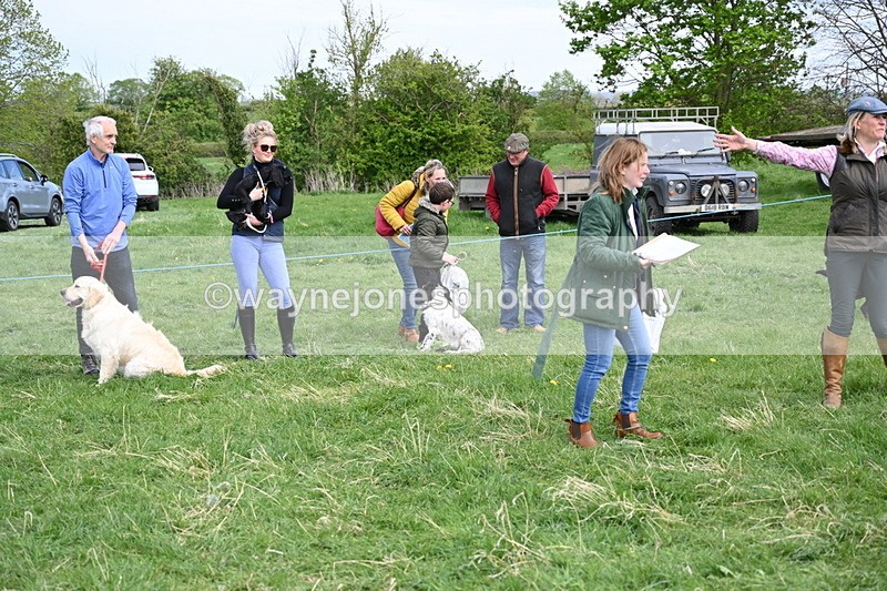 WJ6_9146 - Class 8 Best Working / Gun Dog or Bitch