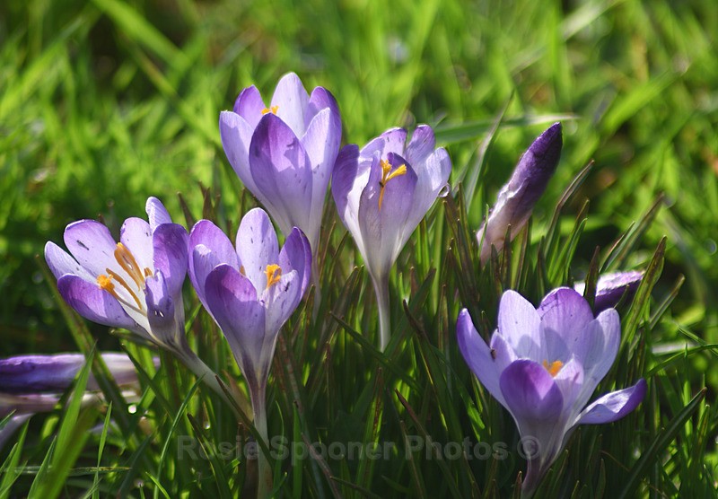 Crocusses at Cockington - Cockington
