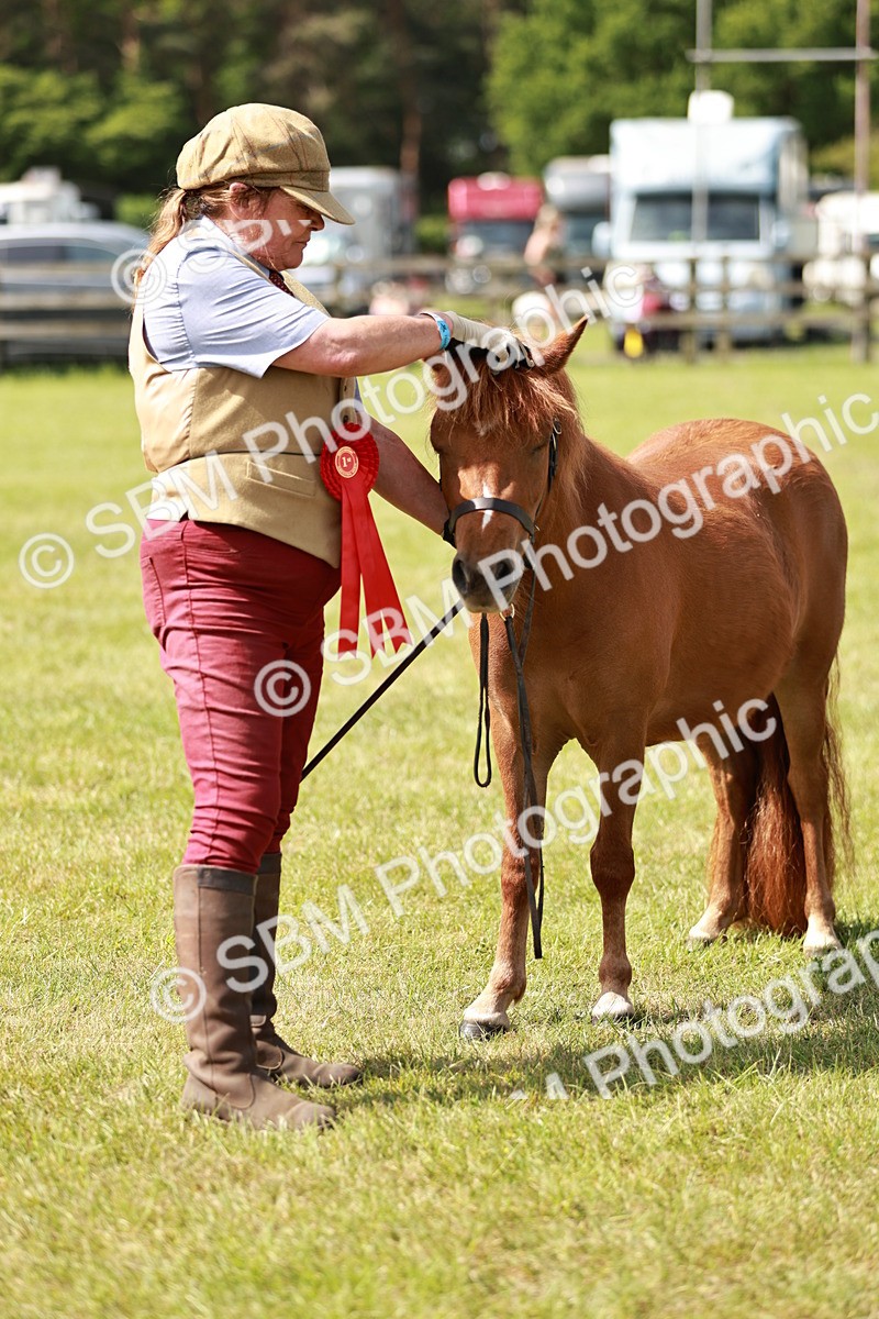 SBM_02464 - Class 14-23 - Mountain & Moorland In Hand Non Welsh