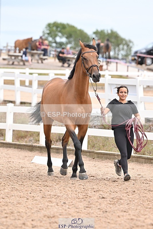 250716-153320-02005 - Trot Up 3.30 to 4.30