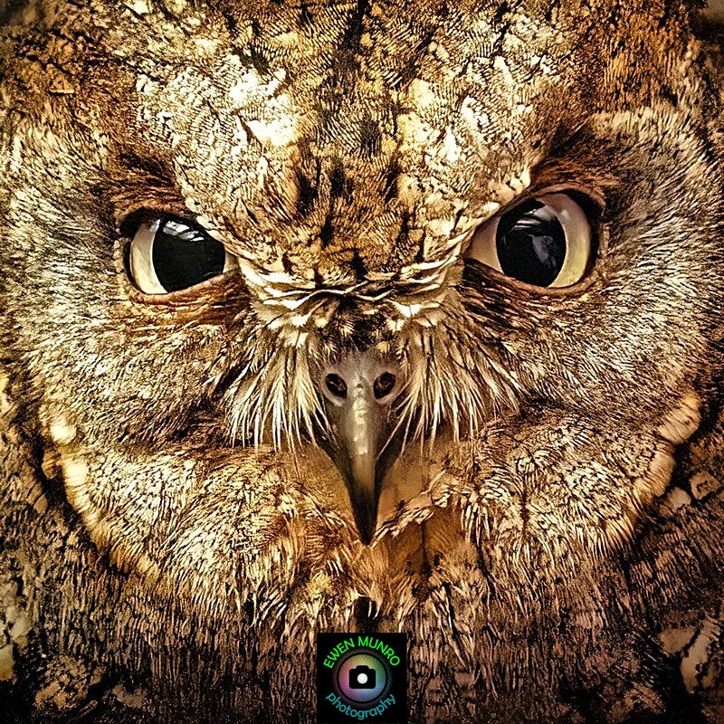 BBO-04-Boobook Owl - Owls
