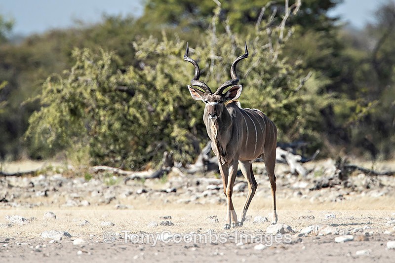 Kudu  (bull) - Etosha National Park ~ Mammals