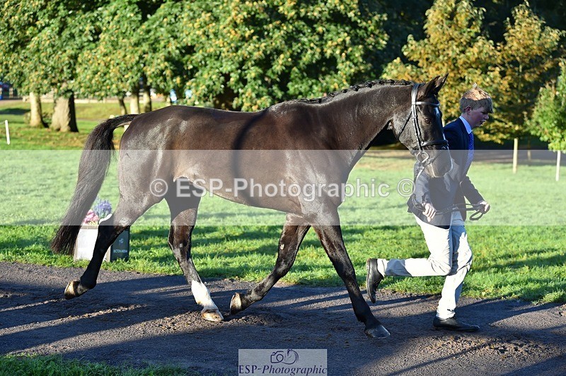 231022-085540-21452 - 615-MBF.JOEY-Tommy.Marsden-TrotUp+SJ