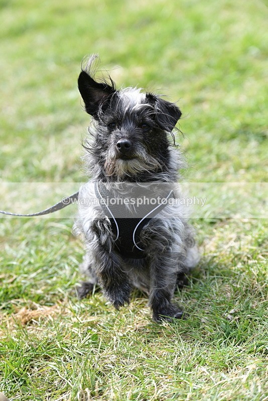 WJ5_0801 - Best in Show Championship