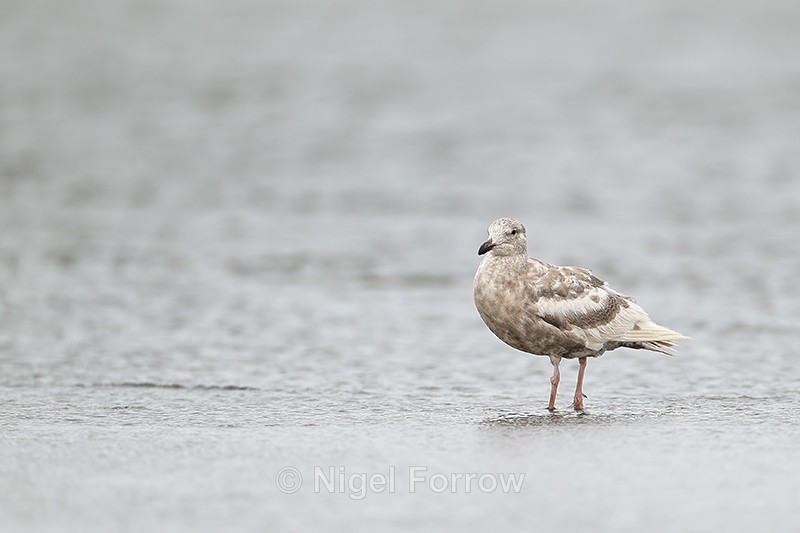 Juvenile Glaucous-winged Gull, Silver Salmon Creek, Alaska - Glaucous-winged Gull