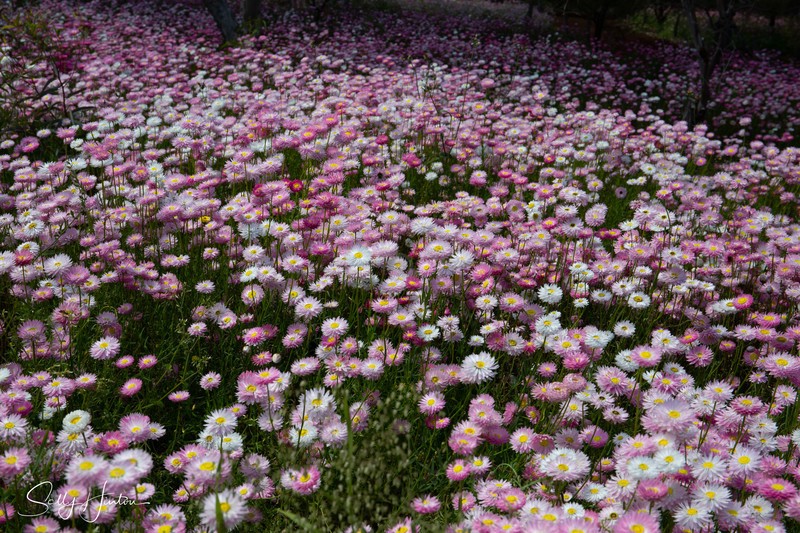 Pink Paper Daisies Growing