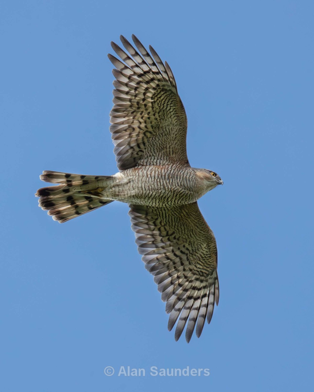 Eurasian Sparrowhawk 6 (male)