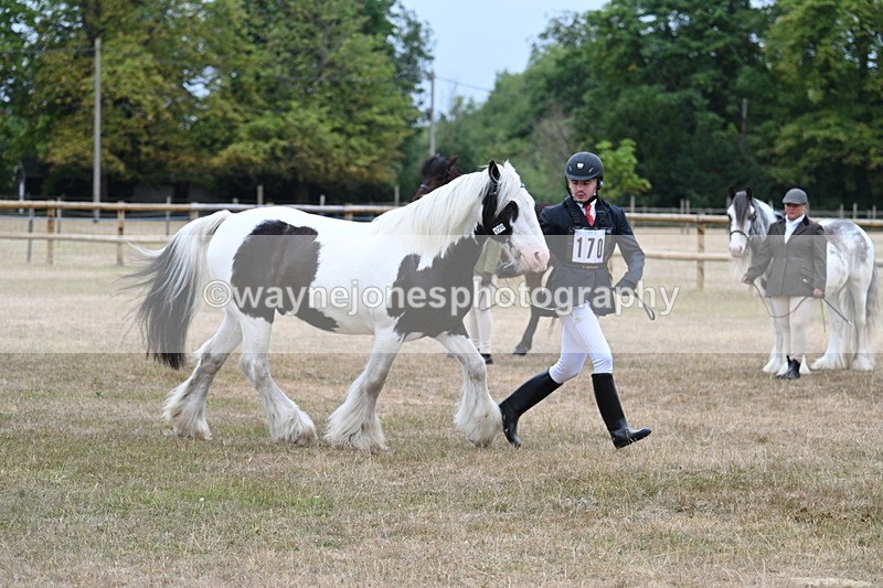 WJ7_9614 - Class 5 Most Handsome Gelding (up to 14.2hh)