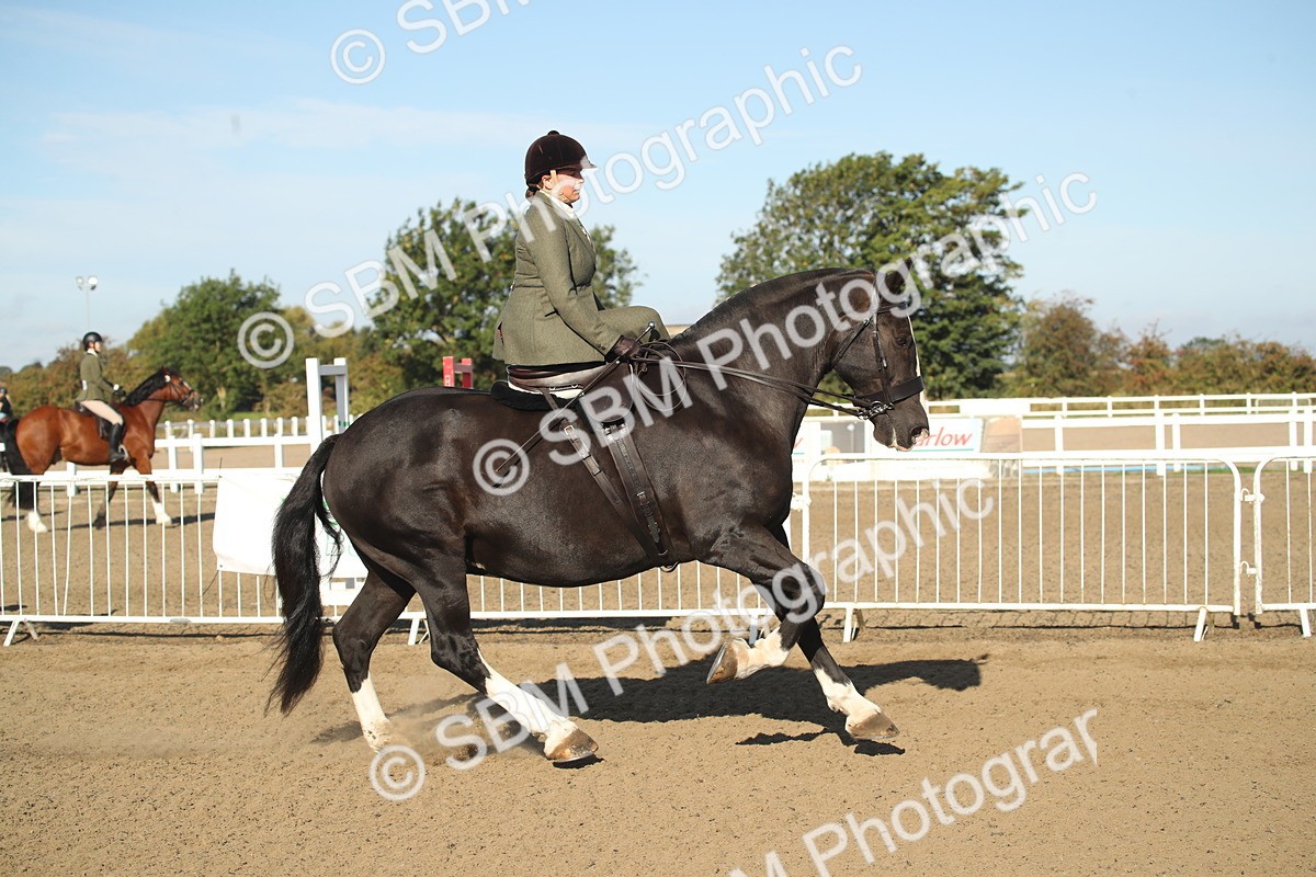SBM_11297 - Class 501 -Riding Club Pony