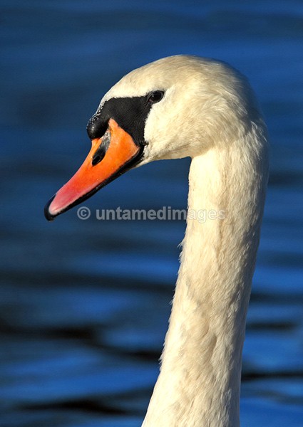 Mute swan 2 - United Kingdom