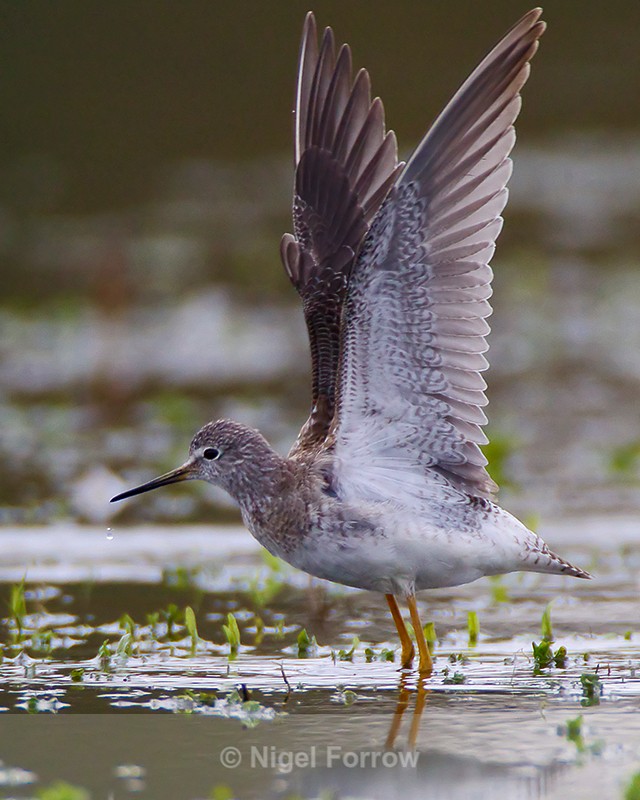 Lesser Yellowlegs (juvenile) stretching and showing it's underwings - Lesser Yellowlegs