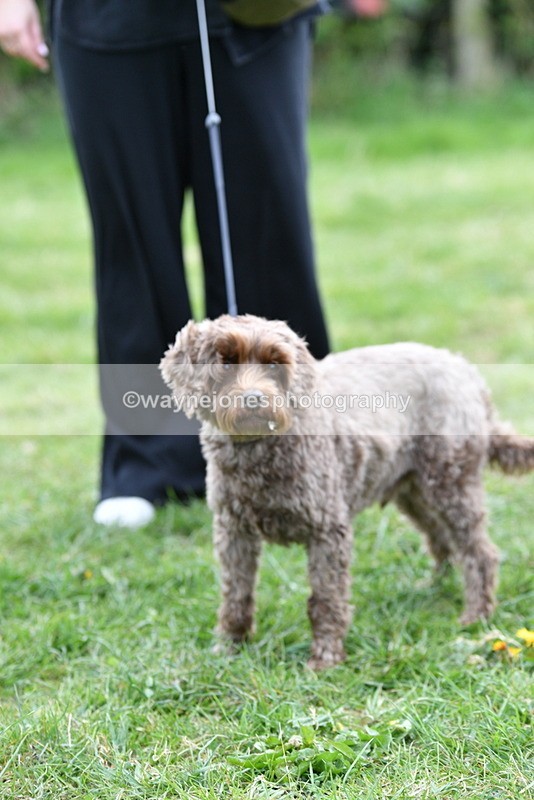 WJ5_9379 - Class 1 Best Cross Breed / Heniz 57