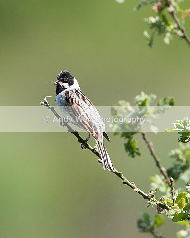 20090531-053 - Buntngs