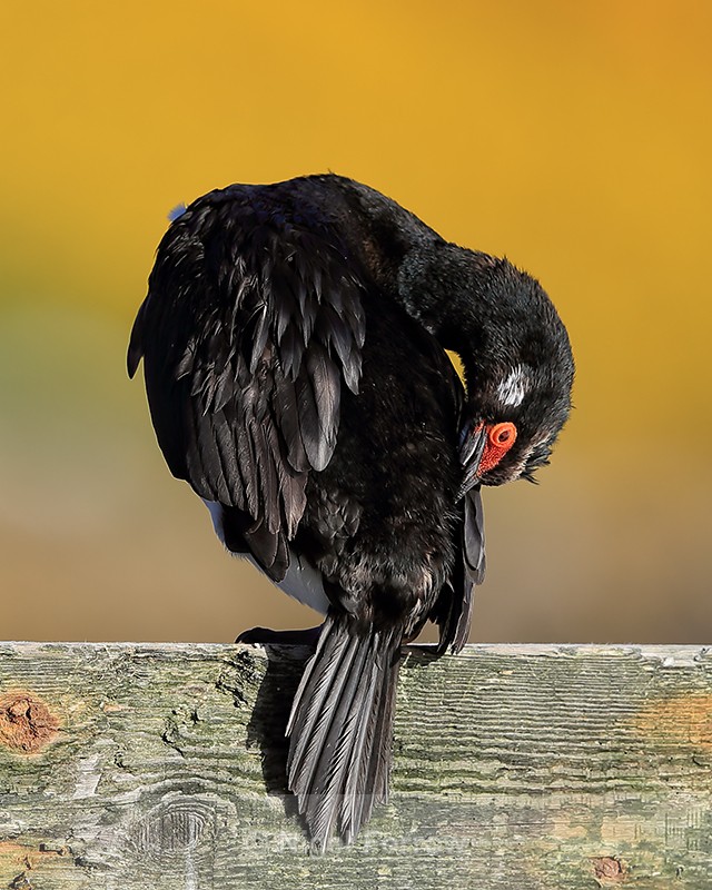 Preening Rock Shag, Carcass Island, Falklands - Rock Shag