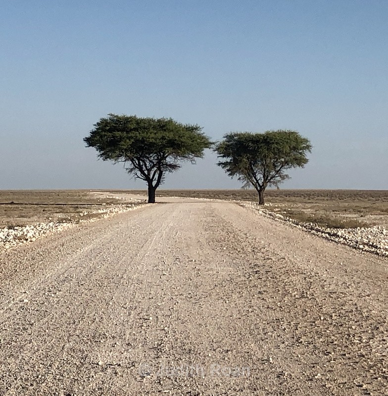 Two Trees - Namibia 2022