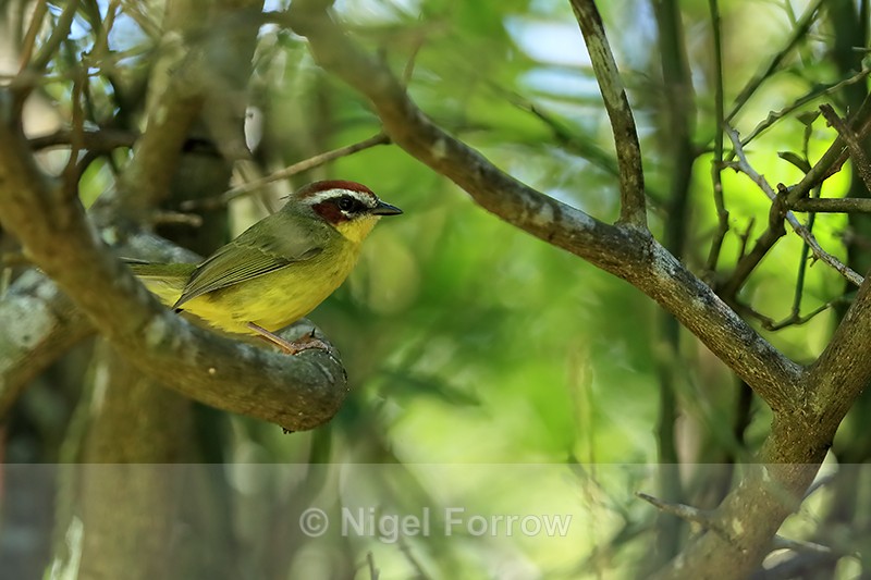 Chestnut-capped Warbler, Costa Rica - Chestnut-capped Warbler